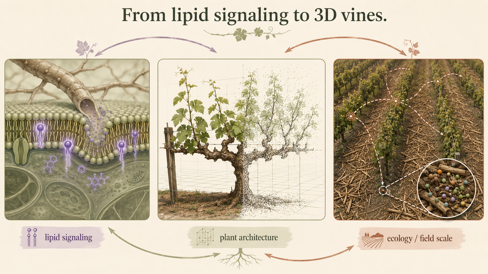 From lipid signaling to 3D vines: connecting mechanism, architecture, and ecology