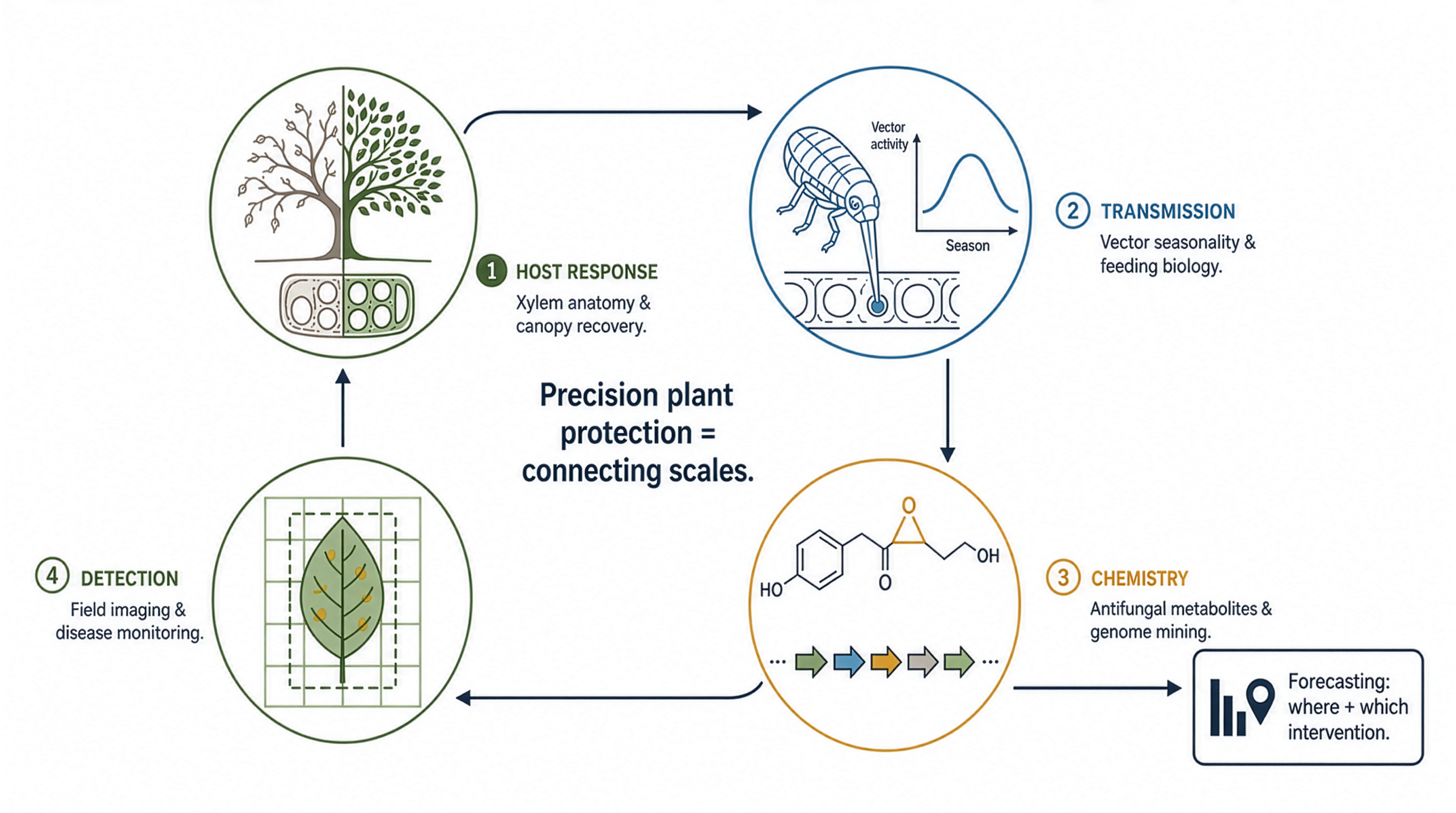 Precision plant protection as connected scales: host response (xylem anatomy and canopy recovery), transmission (vector seasonality and feeding biology), chemistry (antifungal metabolites and genome mining), and detection (field imaging and disease monitoring), feeding into forecasting of where and which intervention to use